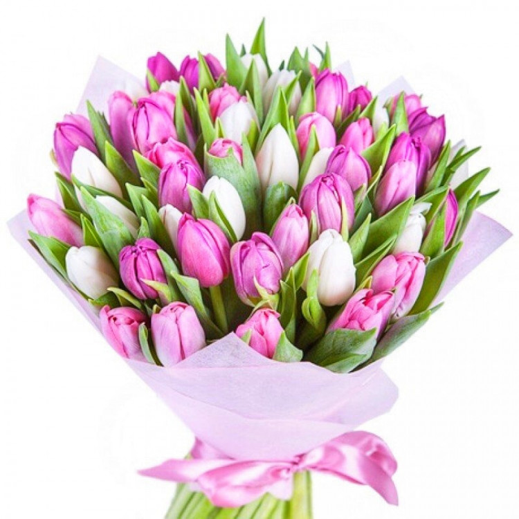 тюльпаны бело-розовые